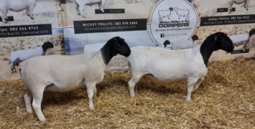 Lot 95 2x DORPER OOI/EWE Mickey Phillips & Son Dorpers STUD (Per Piece to take lot)