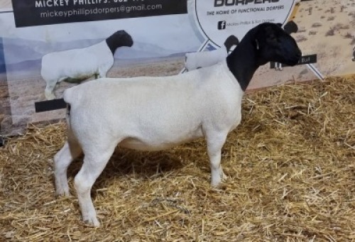Lot 94 1x DORPER OOI/EWE Mickey Phillips & Son Dorpers TYPE 5