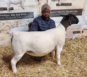 Lot 34 1x DORPER OOI/EWE Mickey Phillips & Son Dorpers TYPE 5