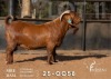 1 X KALAHARI RED STUD BUCK Redstag Ranch - 2