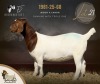1 X BOER GOAT DOE F2 Boerbokstoet - 2