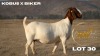1 X BOER GOAT DOE Brent-Meek Boer Goat Stud - 2