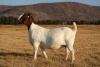 1 X BOER GOAT DOE Brent-Meek Boer Goat Stud - 3