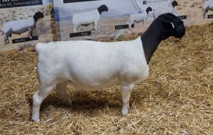 Lot 93 1x DORPER OOI/EWE Mickey Phillips & Son Dorpers TYPE 5