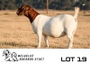 1 X BOER GOAT DOE Welgelee Boer Goat Stud - 2