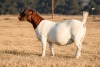 1 X BOER GOAT DOE Welgelee Boer Goat Stud - 3