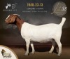 1 X BOER GOAT DOE F2 Boerbokstoet - 2