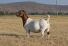 1 X BOER GOAT DOE Welgelee Boer Goat Stud - 2