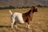 1 X BOER GOAT DOE Welgelee Boer Goat Stud - 2