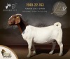 1 X BOER GOAT DOE F2 Boerbokstoet - 2