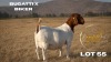 1 X BOER GOAT DOE Brent-Meek Boer Goat Stud - 2