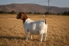 1 X BOER GOAT DOE Brent-Meek Boer Goat Stud - 3