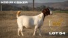 1 X BOER GOAT DOE Brent-Meek Boer Goat Stud - 2