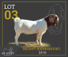 1 X BOER GOAT STUD BUCK Delooft Boerbokstoet 1865 - 2