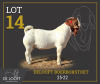 1 X BOER GOAT STUD BUCK Delooft Boerbokstoet 1865 - 2