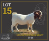 1 X BOER GOAT FLOCK BUCK Delooft Boerbokstoet 1865 - 2
