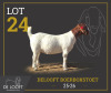 1 X BOER GOAT STUD PREGNANT DOE Delooft Boerbokstoet 1865 - 2