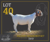 1 X BOER GOAT STUD PREGNANT DOE Delooft Boerbokstoet 1865 - 2