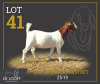 1 X BOER GOAT STUD PREGNANT DOE Delooft Boerbokstoet 1865 - 2