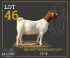 1 X BOER GOAT STUD PREGNANT DOE Delooft Boerbokstoet 1865 - 2