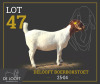 1 X BOER GOAT STUD PREGNANT DOE Delooft Boerbokstoet 1865 - 2