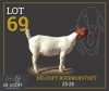 1 X BOER GOAT FLOCK ON COLOUR PREGNANT DOE Delooft Boerbokstoet 1865 - 2