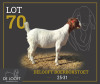 1 X BOER GOAT FLOCK PREGNANT DOE Delooft Boerbokstoet 1865 - 2