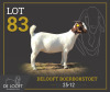 1 X BOER GOAT FLOCK PREGNANT DOE Delooft Boerbokstoet 1865 - 2