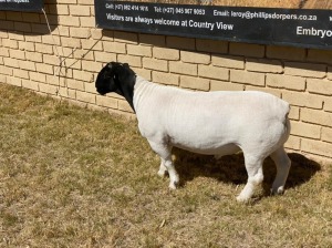 1x DORPER Ram LeRoy Phillips Dorpers FLOCK