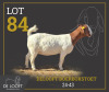 1 X BOER GOAT FLOCK DOE Delooft Boerbokstoet 1865 - 2