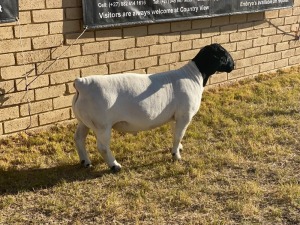 1x DORPER Ram LeRoy Phillips Dorpers FLOCK