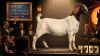 1 X BOER GOAT STUD PREGNANT DOE Karoo Livestock Studs - 2