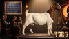 1 X BOER GOAT STUD PREGNANT DOE Karoo Livestock Studs - 2