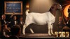 1 X BOER GOAT STUD DOE Karoo Livestock Studs - 2