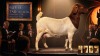 1 X BOER GOAT STUD PREGNANT DOE Karoo Livestock Studs - 2