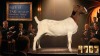 1 X BOER GOAT FLOCK PREGNANT DOE Karoo Livestock Studs - 2