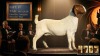 1 X BOER GOAT STUD PREGNANT DOE Karoo Livestock Studs - 2