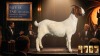 1 X BOER GOAT STUD DOE Karoo Livestock Studs - 2