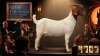 1 X BOER GOAT STUD PREGNANT DOE Karoo Livestock Studs - 2