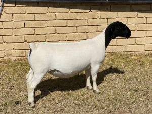 1x DORPER OOI/EWE LeRoy Phillips Dorpers TYPE 5