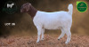 1 X BOER GOAT STUD DOE Aegagrus Boerbok stoet - 2