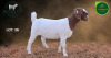 1 X BOER GOAT STUD DOE Aegagrus Boerbok stoet - 3