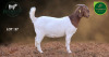 1 X BOER GOAT STUD PREGNANT DOE Aegagrus Boerbok stoet - 2
