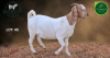 1 X BOER GOAT STUD PREGNANT DOE Aegagrus Boerbok stoet - 2