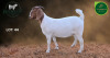 1 X BOER GOAT STUD DOE Aegagrus Boerbok stoet - 2