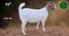 1 X BOER GOAT STUD DOE Aegagrus Boerbok stoet - 3