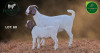 1 X BOER GOAT STUD DOE Aegagrus Boerbok stoet - 2