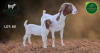 1 X BOER GOAT STUD DOE Aegagrus Boerbok stoet - 3