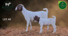 1 X BOER GOAT STUD DOE Aegagrus Boerbok stoet - 4