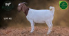 1 X BOER GOAT FLOCK ON COLOUR PREGNANT DOE Aegagrus Boerbok stoet - 2